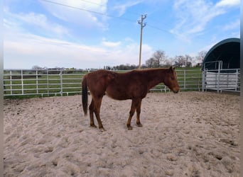 American Quarter Horse, Stallion, 2 years, 14.2 hh, Chestnut-Red