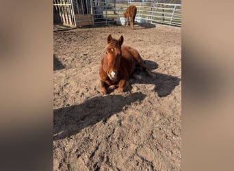 American Quarter Horse, Stallion, 2 years, 14.2 hh, Chestnut-Red