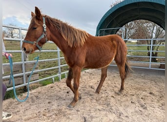 American Quarter Horse, Stallion, 2 years, 14.2 hh, Chestnut-Red