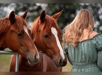 American Quarter Horse, Stallion, 2 years, 14.2 hh, Chestnut-Red