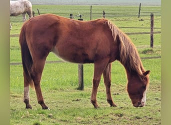 American Quarter Horse, Stallion, 2 years, 14.2 hh, Chestnut