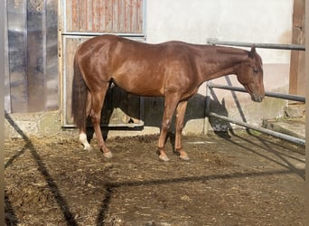 American Quarter Horse, Stallion, 2 years, 14.2 hh, Chestnut