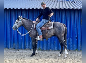 American Quarter Horse, Stallion, 2 years, 14.2 hh, Gray
