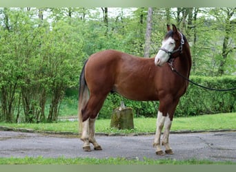 American Quarter Horse, Stallion, 2 years, 14.2 hh, Overo-all-colors