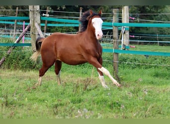 American Quarter Horse, Stallion, 2 years, 14.2 hh, Overo-all-colors