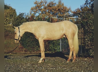 American Quarter Horse, Stallion, 2 years, 14,2 hh, Palomino