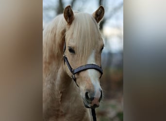 American Quarter Horse, Stallion, 2 years, 14.2 hh, Palomino