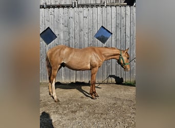 American Quarter Horse, Stallion, 2 years, 14,2 hh, Palomino