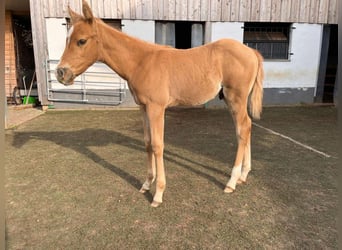 American Quarter Horse, Stallion, 2 years, 14,2 hh, Palomino