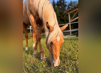 American Quarter Horse, Stallion, 2 years, 14,2 hh, Palomino