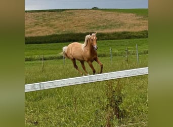 American Quarter Horse, Stallion, 2 years, 14,2 hh, Palomino