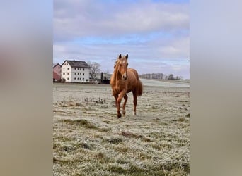 American Quarter Horse, Stallion, 2 years, 14,2 hh, Palomino