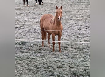 American Quarter Horse, Stallion, 2 years, 14,2 hh, Palomino