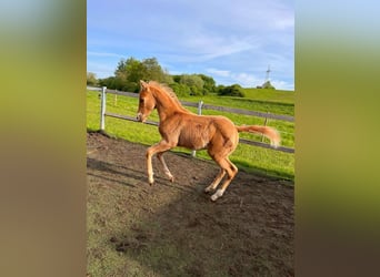 American Quarter Horse, Stallion, 2 years, 14,2 hh, Palomino