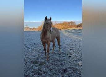 American Quarter Horse, Stallion, 2 years, 14,2 hh, Palomino