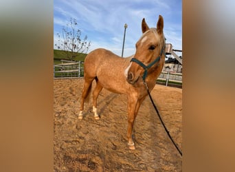 American Quarter Horse, Stallion, 2 years, 14,2 hh, Palomino