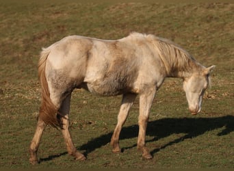 American Quarter Horse, Stallion, 2 years, 14.2 hh, Perlino