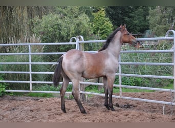 American Quarter Horse, Stallion, 2 years, 14.2 hh, Roan-Bay