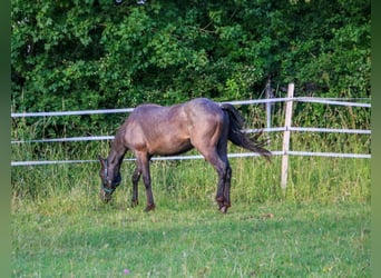 American Quarter Horse, Stallion, 2 years, 14.2 hh, Roan-Blue