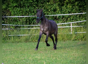 American Quarter Horse, Stallion, 2 years, 14.2 hh, Roan-Blue