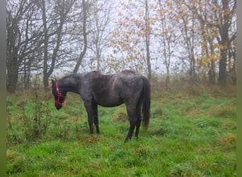 American Quarter Horse, Stallion, 2 years, 14.2 hh, Roan-Blue