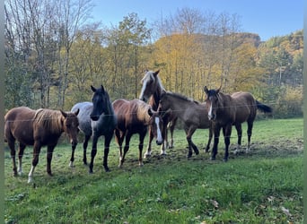 American Quarter Horse, Stallion, 2 years, 14,2 hh, Roan-Blue