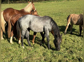 American Quarter Horse, Stallion, 2 years, 14,2 hh, Roan-Blue