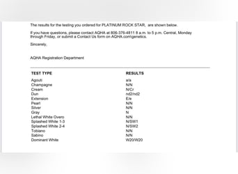 American Quarter Horse, Stallion, 2 years, 14.2 hh, Smoky-Black