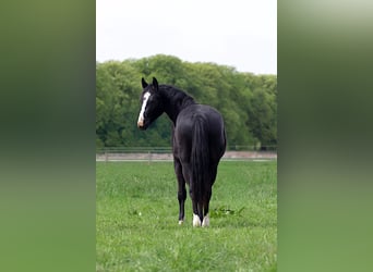 American Quarter Horse, Stallion, 2 years, 14.3 hh, Black