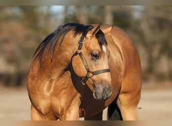 American Quarter Horse, Stallion, 2 years, 14.3 hh, Buckskin