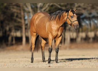 American Quarter Horse, Stallion, 2 years, 14.3 hh, Buckskin