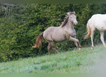 American Quarter Horse, Stallion, 2 years, 14,3 hh, Champagne