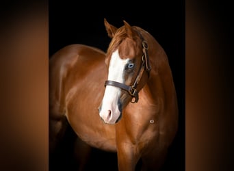 American Quarter Horse, Stallion, 2 years, 14.3 hh, Chestnut-Red