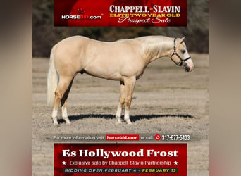 American Quarter Horse, Stallion, 2 years, 14.3 hh, Palomino