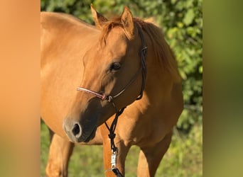 American Quarter Horse, Stallion, 2 years, 14.3 hh, Red Dun