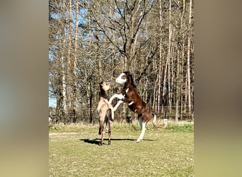 American Quarter Horse, Stallion, 2 years, 14,1 hh, Brown