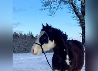 American Quarter Horse, Stallion, 2 years, 14,1 hh, Brown