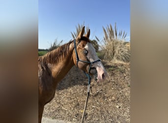 American Quarter Horse, Stallion, 2 years, 14,1 hh, Dun
