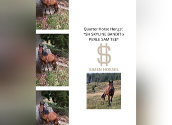 American Quarter Horse, Stallion, 2 years, 14,2 hh, Bay-Dark