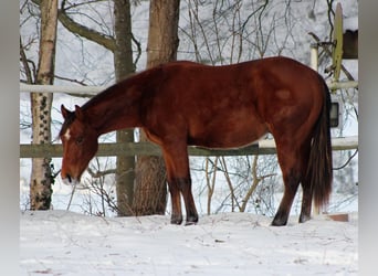 American Quarter Horse, Stallion, 2 years, 14,2 hh, Brown