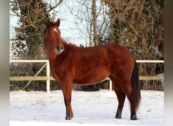 American Quarter Horse, Stallion, 2 years, 14,2 hh, Brown