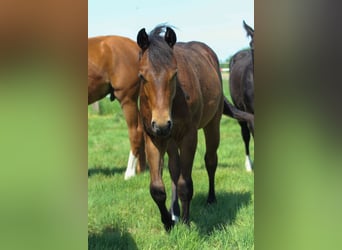 American Quarter Horse, Stallion, 2 years, 14,2 hh, Brown