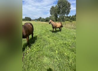 American Quarter Horse, Stallion, 2 years, 14,2 hh, Buckskin
