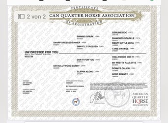 American Quarter Horse, Stallion, 2 years, 14,2 hh, Buckskin