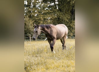 American Quarter Horse, Stallion, 2 years, 14,2 hh, Buckskin