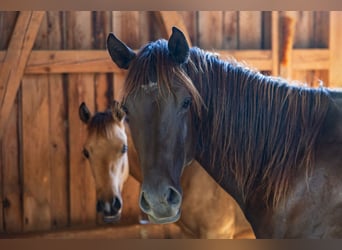 American Quarter Horse, Stallion, 2 years, 14,2 hh, Buckskin