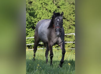 American Quarter Horse, Stallion, 2 years, 14,2 hh, Can be white