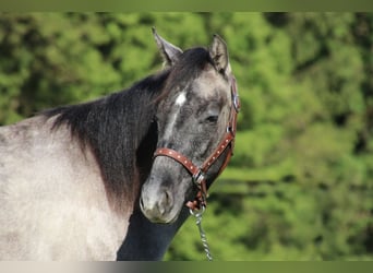 American Quarter Horse, Stallion, 2 years, 14,2 hh, Can be white