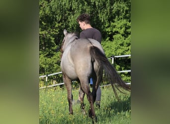American Quarter Horse, Stallion, 2 years, 14,2 hh, Can be white