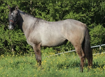 American Quarter Horse, Stallion, 2 years, 14,2 hh, Can be white